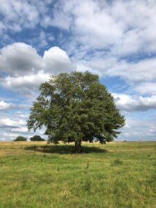 WhatsApp Image 2025-07-20 at 8.38.02 PM